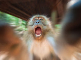 Angry Monkey is Angry