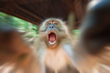 Angry Monkey is Angry